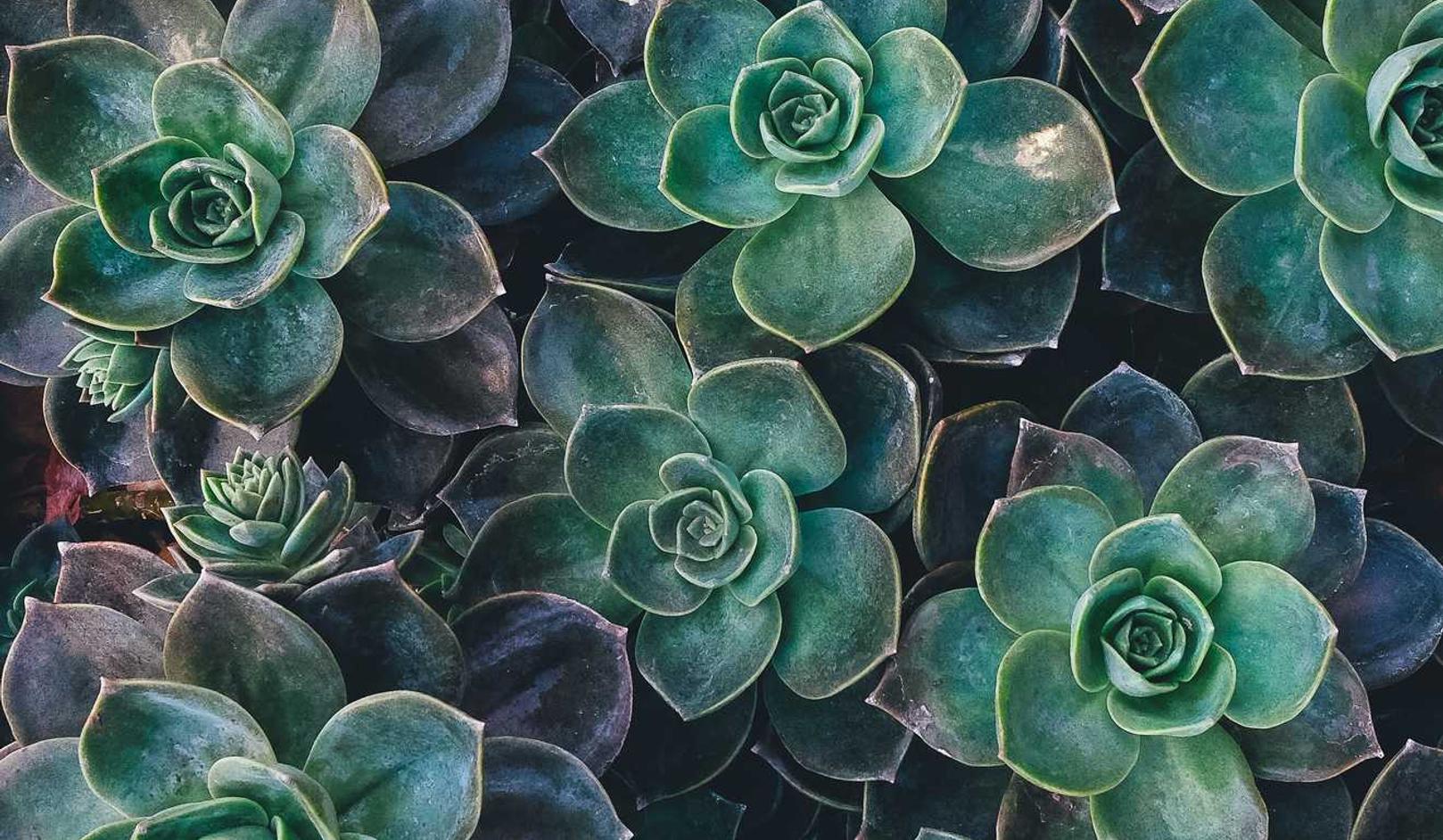 无需实名上网卡:环境专利注册代理