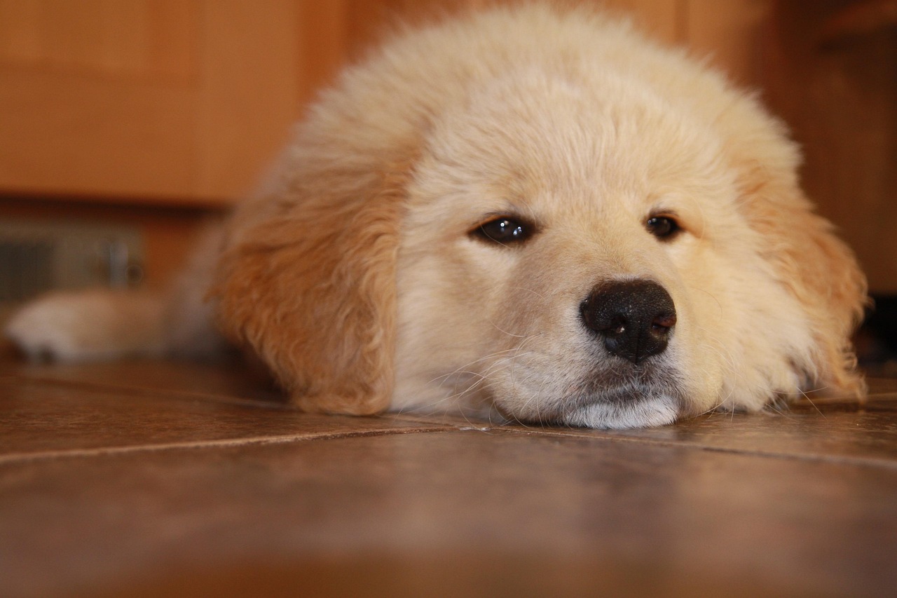 中国联通实名账号:如何通过短信打造品牌?